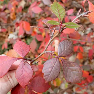 hand holding fragrant sumac (rhus aromatica) branch with trifoliate leaves showing autumn color transition from green to red