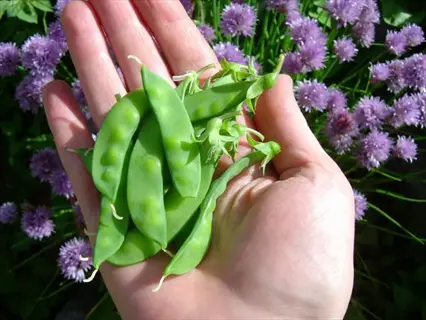 hand holding fresh snap peas with purple flowers in the background, compact plant similar to cascadia snap peas