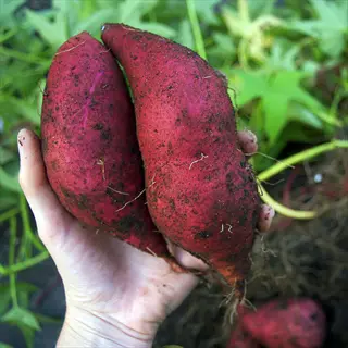 hand holding freshly harvested bush porto rico sweet potatoes with soil and roots - bush porto rico potato