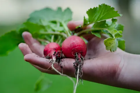 hand holding freshly pulled radishes from the garden, showing harvest