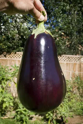 hand holding large eggplant on plant stem in sunny garden, demonstrating limit fruits for larger specimens technique for home gardening success