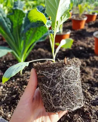 hand holding potted cauliflower seedling with visible roots during transplanting into a sunny garden bed