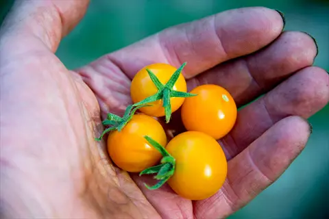 hand holding ripe sun gold cherry tomatoes with green stems against a blurred green background