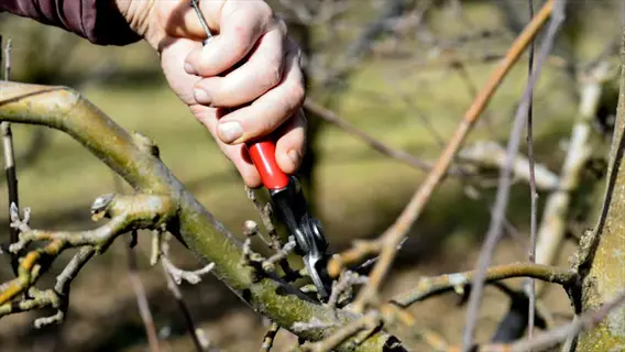hand using pruning shears on bare fruit tree branches in an orchard, demonstrating 'prune for structure'