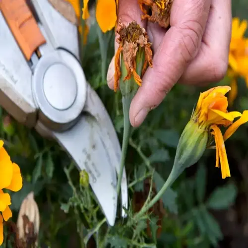 hand using pruning shears to deadhead spent marigold flowers in a garden, demonstrating deadheading flowers garden maintenance technique