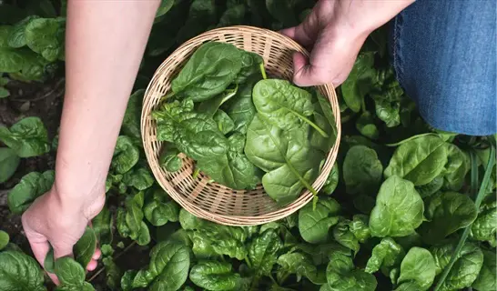 hands harvesting fresh spinach leaves into a wicker basket surrounded by lush green spinach plants in a garden