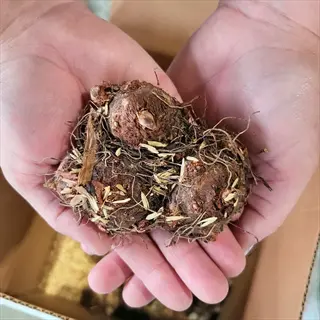 hands holding caladium tubers with roots and soil, ready for planting