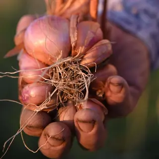 hands holding cluster of copper shallot bulbs (conservor shallot variety) with dried roots and coppery-brown skins