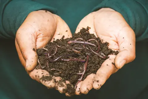 hands holding composted manure garden soil teeming with earthworms, symbolizing nutrient-rich soil health