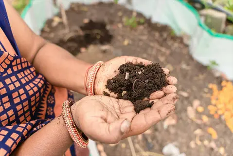 hands holding fertile compost soil in a vegetable garden - demonstrating fertilizing vegetable garden practices after fruit set for optimal plant nutrition