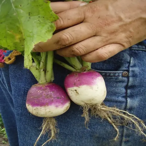 hands holding freshly harvested rutabaga garden harvest with leaves and roots