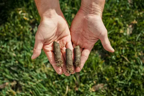 hands holding lawn aeration core plugs after performing core aeration on a grassy yard
