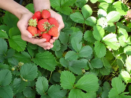 hands holding ripe ozark beauty strawberries amidst lush everbearing strawberry plants in a garden