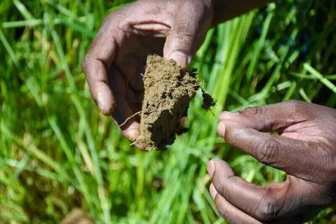 hands holding soil sample for lawn care testing in a grassy field to assess and amend soil ph