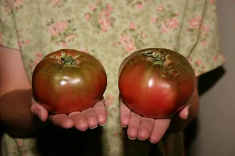 hands holding two ripe cherokee purple tomatoes with dark pinkish-purple skin and green shoulders, against a floral patterned background