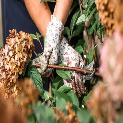 hands in floral gloves using hydrangea pruning shears to trim dried blooms on a hydrangea bush in a garden