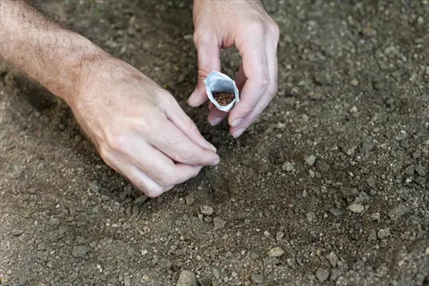 hands planting seeds in a prepared garden seedbed with a seed packet