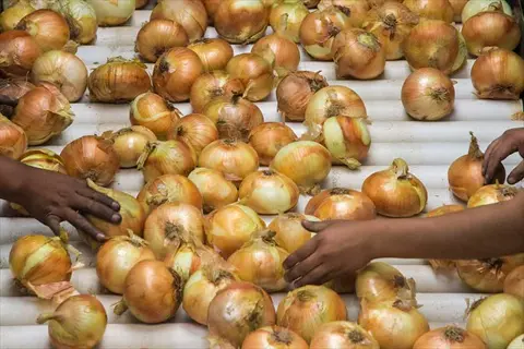 hands sorting golden shallot harvest bulbs on a conveyor belt