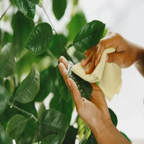 hands using light cloth to clean glossy green houseplant leaf