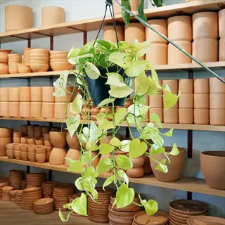 hanging neon pothos plant with bright yellow-green leaves in a black pot, displayed in front of shelves with clay pots