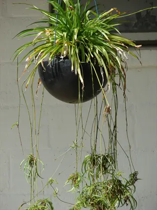 hanging spider plant (chlorophytum) in black pot with trailing shoots against white brick wall