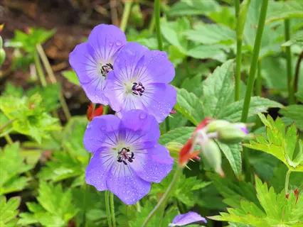 hardy geranium purple flowers featuring five-petaled blooms with dark centers and dew droplets, surrounded by lush green foliage and developing buds