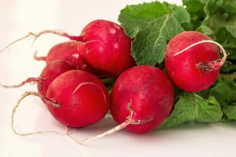 harvest bunch of vibrant red radishes with green leaves and roots on a white background