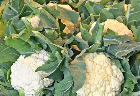 harvested cauliflower heads with attached green leaves, representing a 'harvesting cauliflower garden' at peak maturity. ready for market or storage