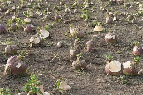 harvested georgia jet sweet potatoes in a field, showing purple skin and white flesh - georgia jet sweet potato harvest