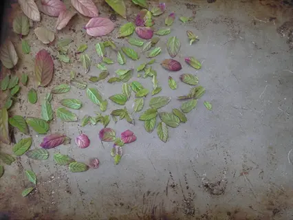 harvesting mint leaves: freshly picked mint leaves in green and pink hues scattered on a weathered metal surface