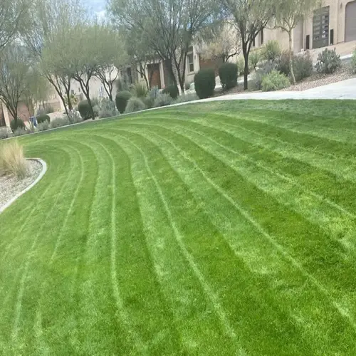 healthy green lawn stripes in a residential area with trees and houses in the background