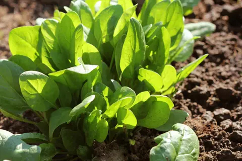 healthy spinach leaves garden with vibrant green plants growing in fertile soil