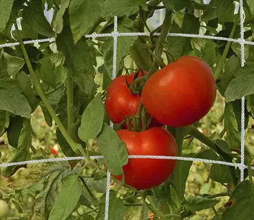 healthy tomato plant garden with ripe red fruits growing on trellis netting, surrounded by lush green leaves