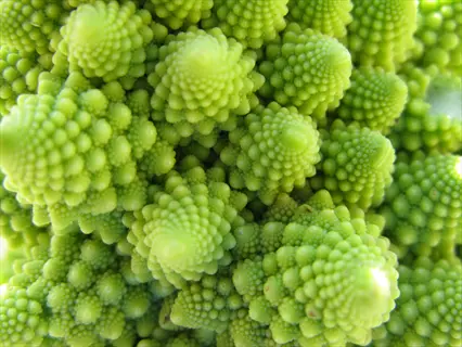 heirloom broccoli variety garden: close-up of a calabrese broccoli head with dense green florets and tender stems, freshly harvested from a home garden