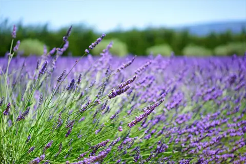 herb border garden with blooming lavender plants in a field