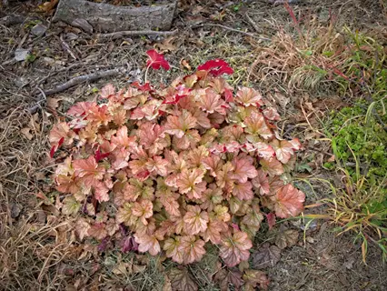 heuchera coral bells foliage forming a dense mound with peachy-orange and burgundy leaves in a dry garden bed with fallen twigs and leaves