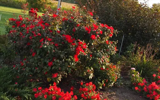 homerun rose red shrub covered in vibrant blooms in a sunlit garden with companion flowers