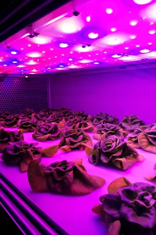 hydroponically grown lettuce thriving under an led grow light panel in a controlled indoor agricultural environment