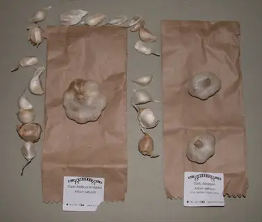 idaho silverskin (softneck silverskin) garlic bulbs in brown paper bags with labels