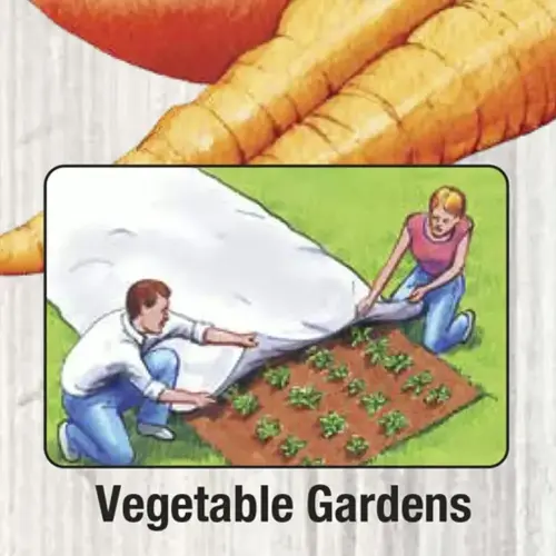 illustration of two gardeners covering winter vegetable garden with frost cloth for frost protection, showing carrot plants and 'vegetable gardens' text