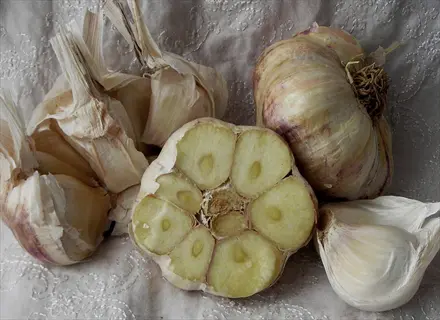 inchelium red (softneck artichoke) garlic bulbs with one halved to show cloves