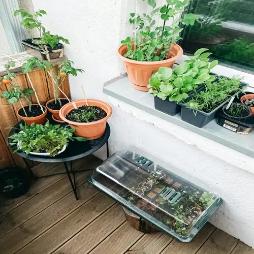 indoor herb garden on a windowsill with potted plants and seedlings