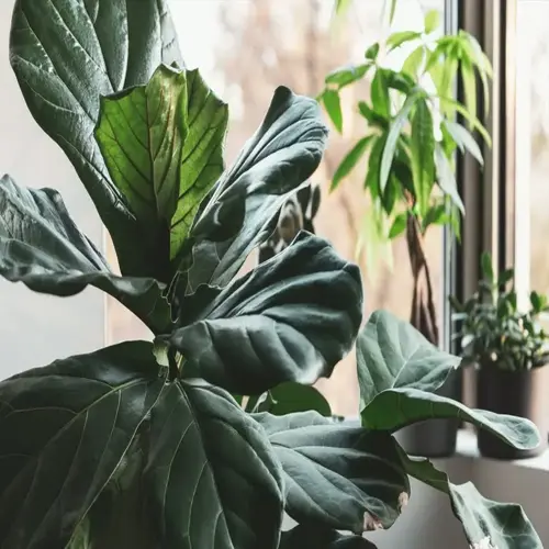 indoor houseplant with large green leaves showing brown leaf tips, surrounded by other plants near a window