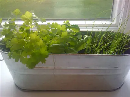 indoor parsley herb in a metal container near a window