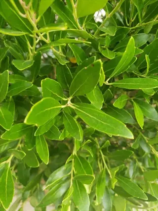 inkberry holly shrub (ilex glabra) with dense, glossy dark green leaves and finely toothed margins in a close-up view