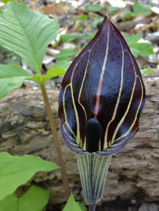 jack in the pulpit flower (arisaema) featuring a dark hood with green veins and central spadix, growing among forest floor foliage near a log