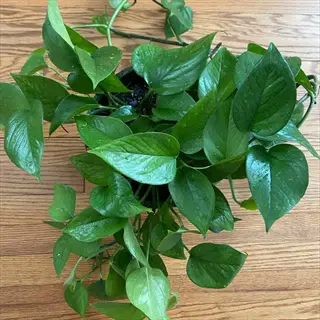 jade pothos plant with glossy green leaves in a pot on a wooden surface
