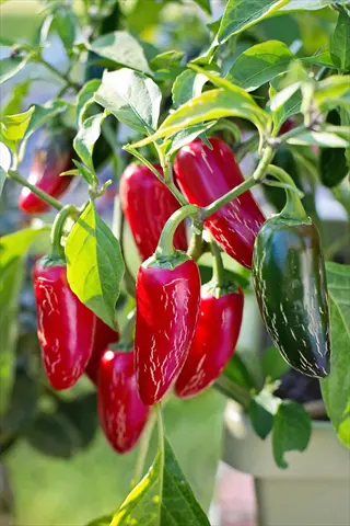 jalapeno pepper plant with vibrant red and green jalapeno peppers growing on lush foliage in a sunny garden