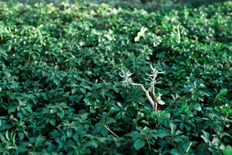 japanese pachysandra (pachysandra terminalis) ground cover with dense green foliage