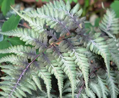 japanese painted fern silver fronds showcasing metallic-silver lacy foliage with purple-tinged stems in a shaded garden setting